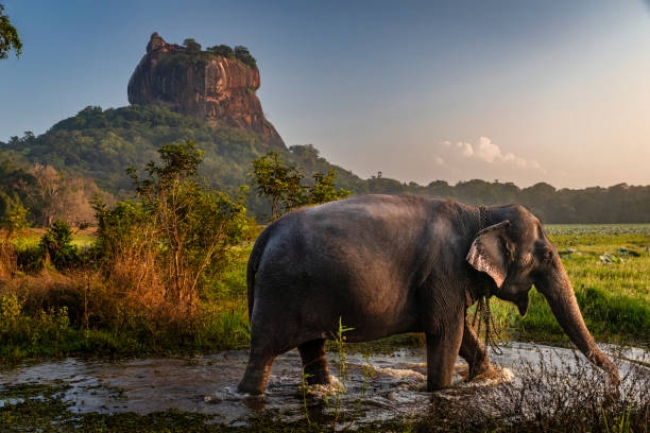Lo Mejor de India y Sri Lanka 2026