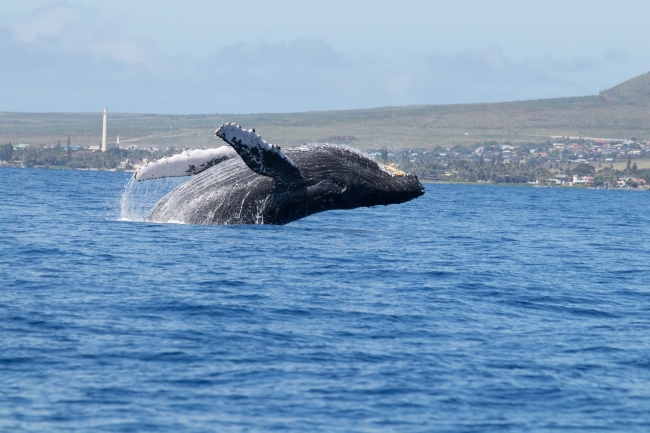 Puerto Madryn Ballenas y Ping�inos
